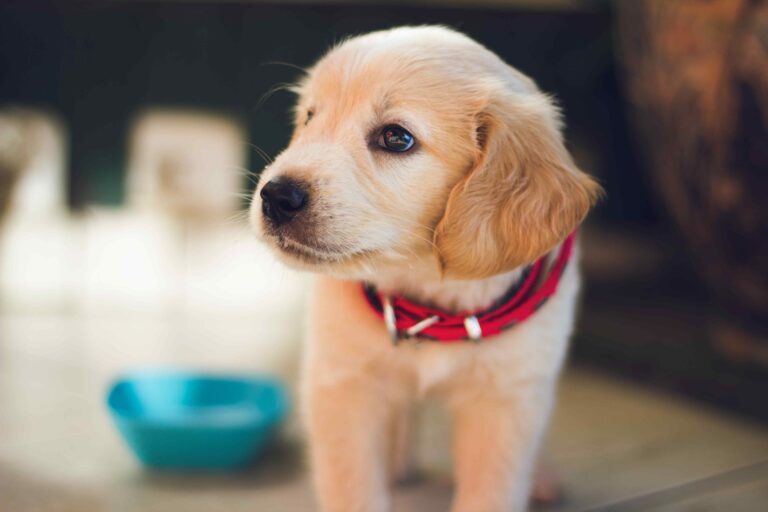 incredible-puppy-accessories-dog-supplies