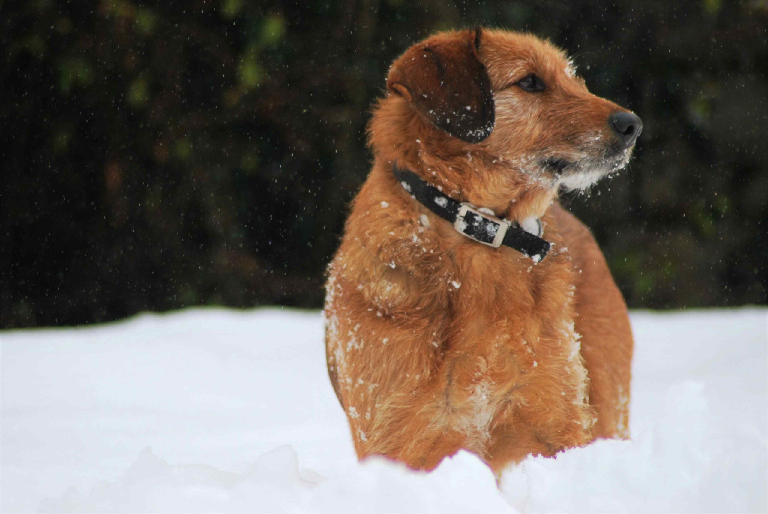 incredible-puppy-accessories-dog-supplies